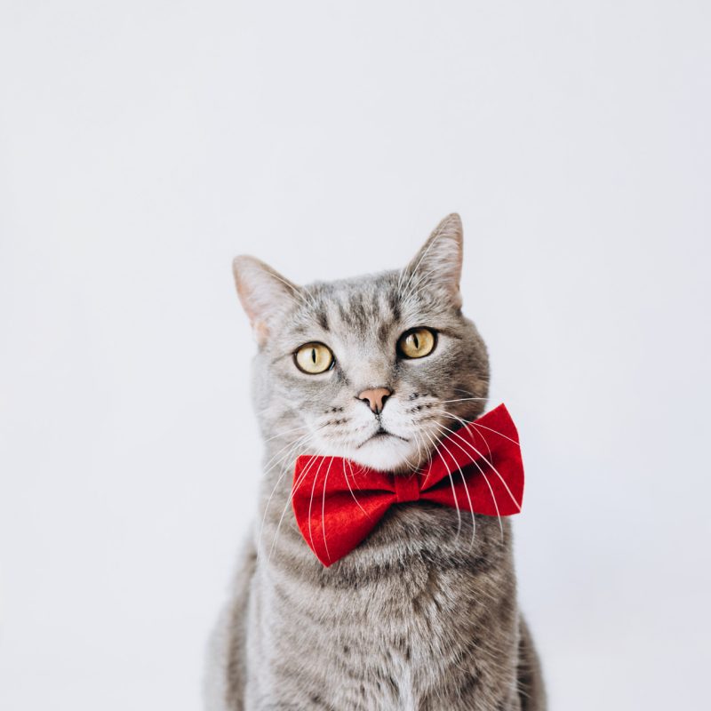 Cat with White Backdrop