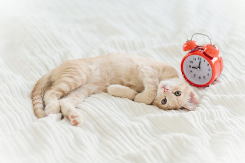 Cute Cat in Comfortable Bed