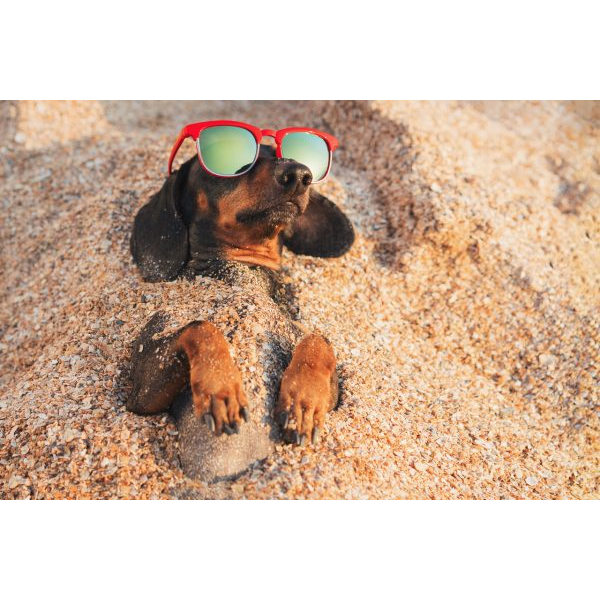 Dachshund Dog in the Beach