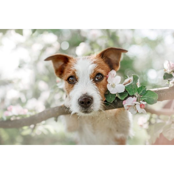 Portrait of a Cute Little Dog with Flowers