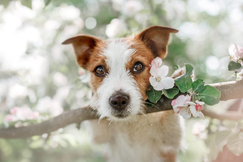 Portrait of a Cute Little Dog with Flowers