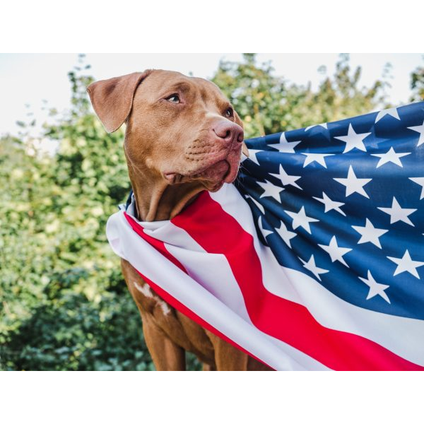 Dog with Flag as a Cape