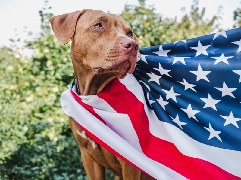 Dog with Flag as a Cape