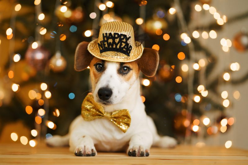 Happy New Year Dog