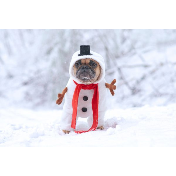 Pug in Snow