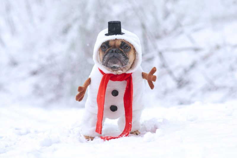 Pug in Snow