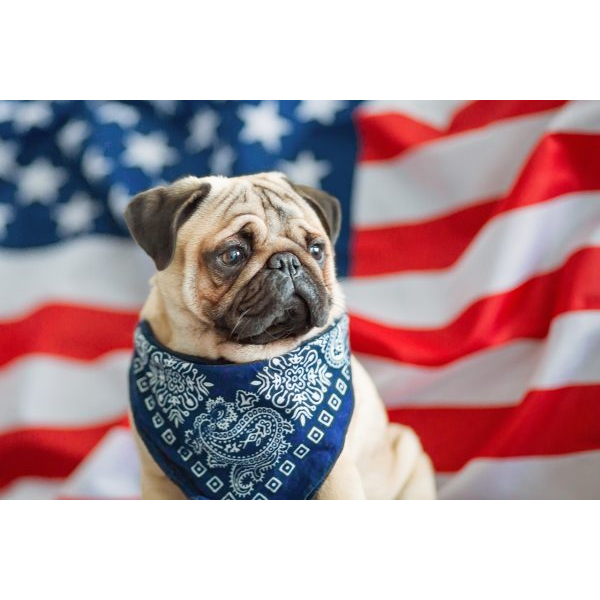 Pug with American Flag