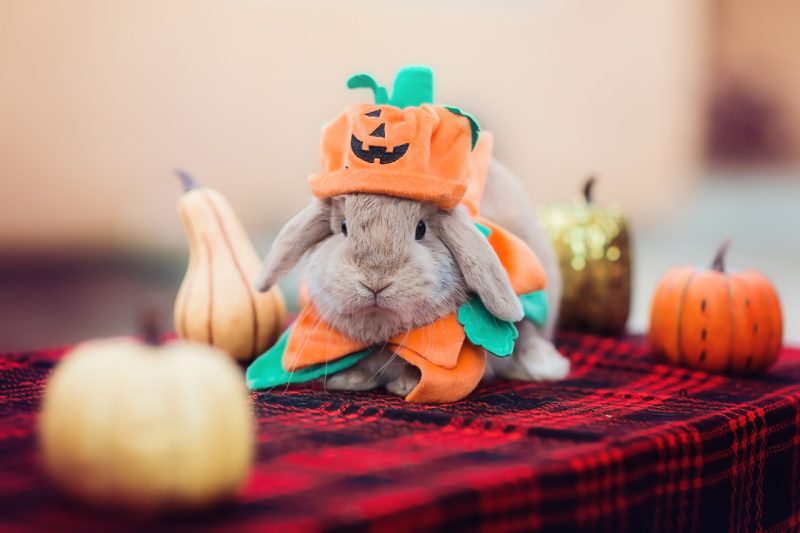 Rabbit with Halloween Costume