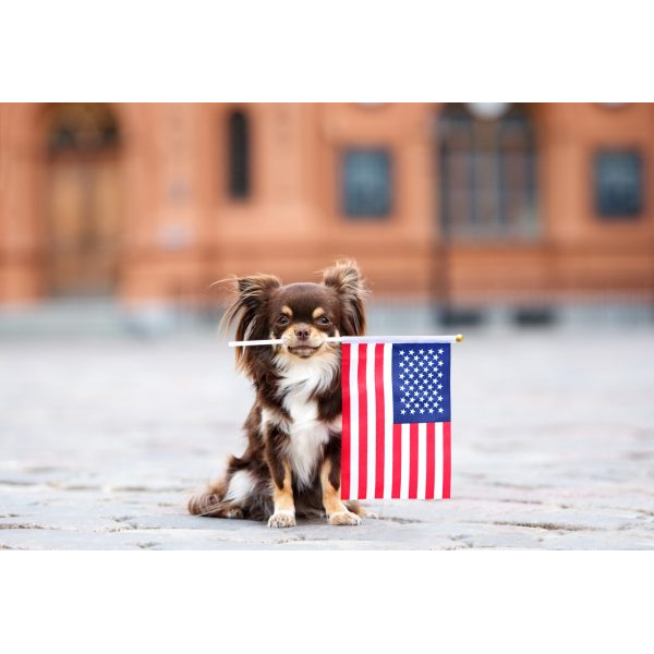 Small Dog with USA Flag