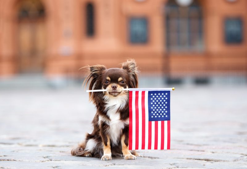 Small Dog with USA Flag