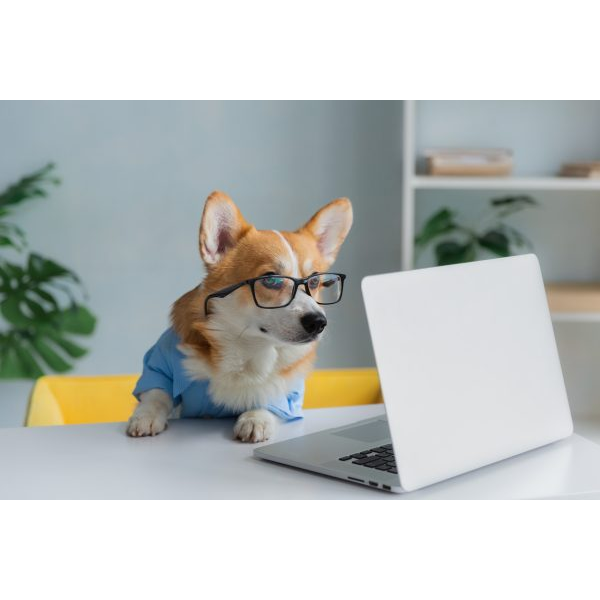 Working Dog with Laptop