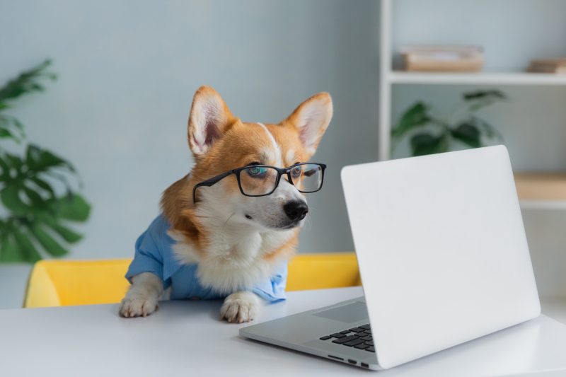 Working Dog with Laptop